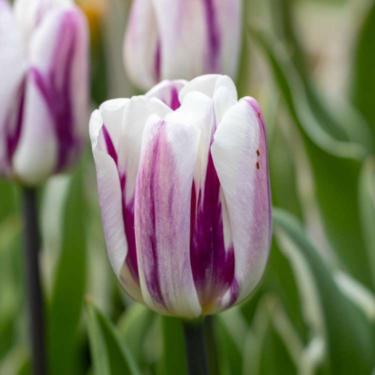 Tulpan 'Flaming Flag'